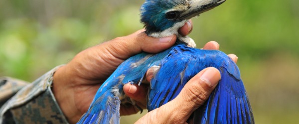 A wildlife rehabilitator helping an injured bird.
