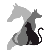 image for Animal-Assisted Therapist