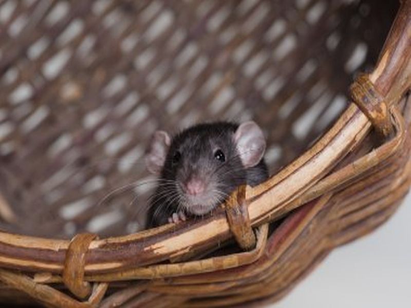 Comprehensive Rat Control: Proven Pest Control Methods